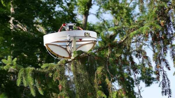 A drone landing on a branch